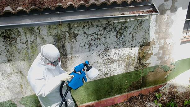 Top rated local Crawl Space Mold Remediation specialists in Stevensville, MI